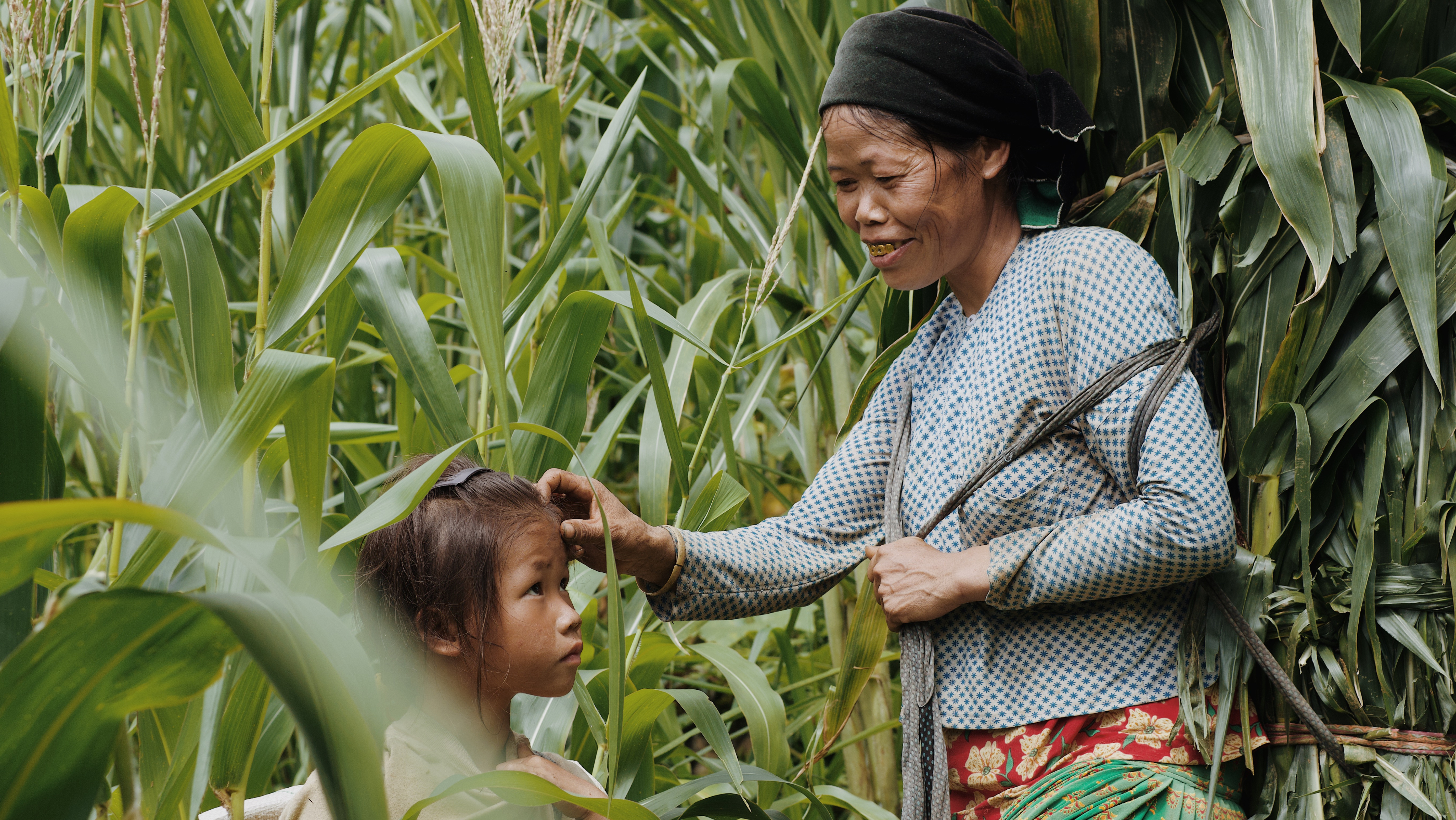 An older woman in a black headscarf reaches down to brush hair from a young girl's face in a dense cornfield.